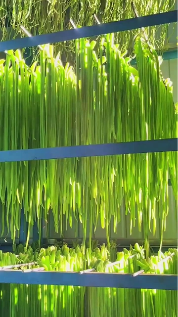 秋意渐浓，贡菜入馔，开启秋日“鲜”机！
