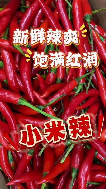 新鲜现摘小米辣❗️根据不同需求来挑选