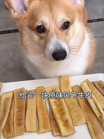 选对磨牙棒…狗狗再也不拆家了…