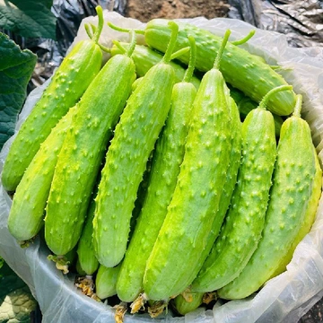 绝杀油腻感的清爽神器🥒丑小鸭也能变清爽小精灵
