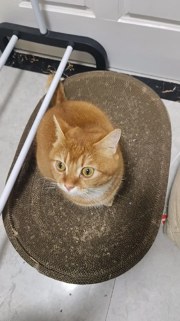 铲屎官必看！解决猫咪乱抓乱挠，稳固防倾倒猫窝来啦！