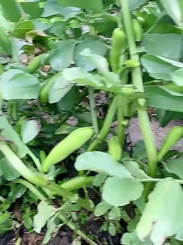 这是吃“鲜”的吧？鲜嫩好绝！