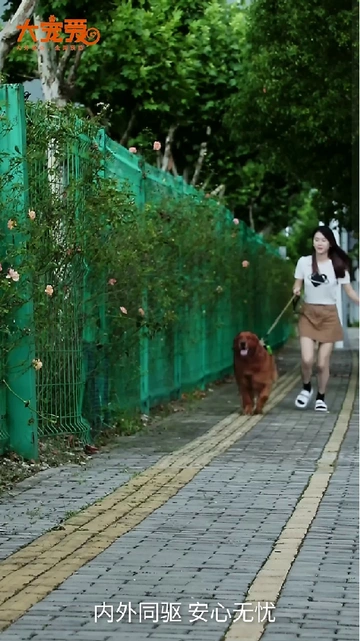 铲屎官们看过来！夏天对养小型犬的家长来说，简直是“虫虫危机”