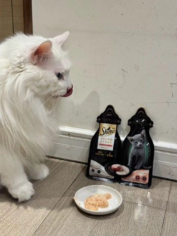 幼猫猫粮宝藏之选！营养实力双双在线😻
