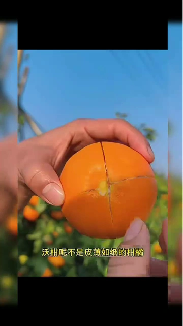 红灯亮起！武鸣无核沃柑在线救急