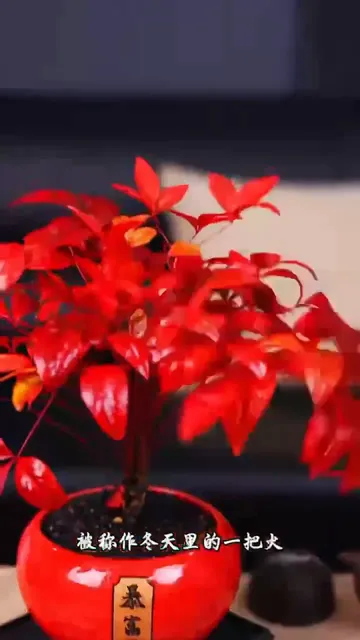 冬日家居焕新！火焰南天竹养护指南✨