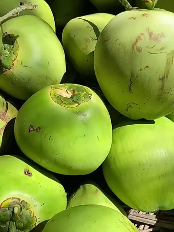 清甜多汁的夏日宝藏！海南文昌带皮椰青🥥