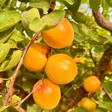 冷门！但！是水果控的夏日救星