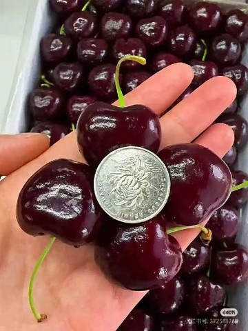 水果界的“贵族”🔍——大连美早大樱桃
