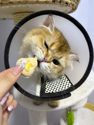 当我试图拯救泪痕！