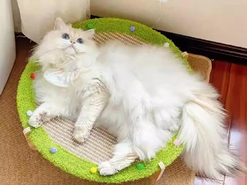猫猫用品挑花眼？看这篇就够了！